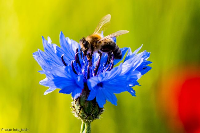 Agrobiodiversität