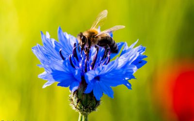 Agrobiodiversität & Agrarökosysteme